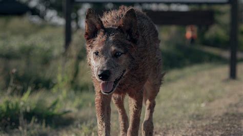 Popcorn et mystères en pleine nuit: Plongez dans l'univers fascinant de Pet Sematary!